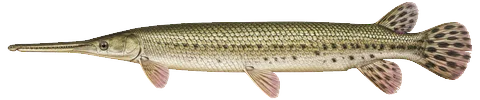 Illustration of a longnose gar in side view