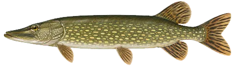 Illustration of a northern pike in side view