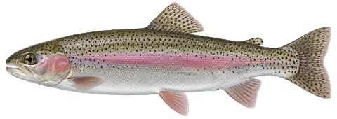 Illustration of a rainbow trout in side view