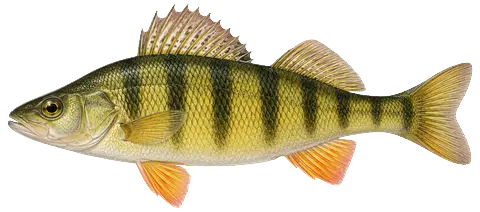 Illustration of a yellow perch in side view