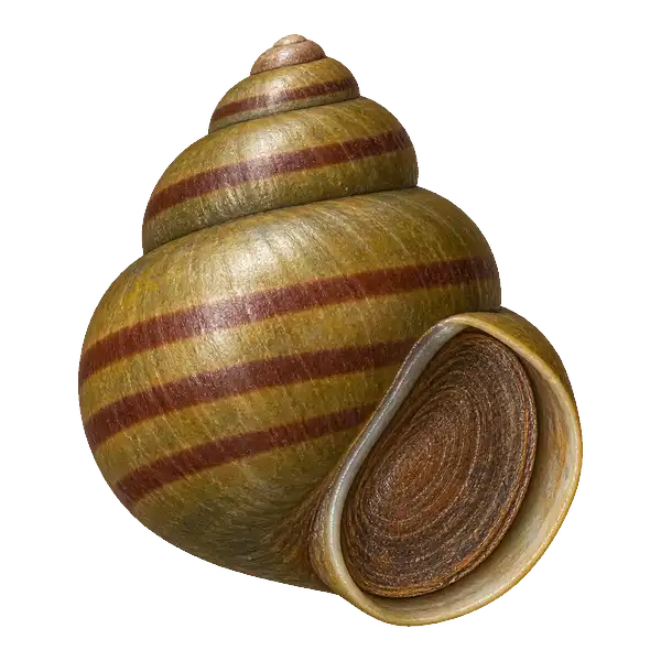 Banded mysterysnail shell with reddish-brown spiral bands and its opening closed by a lid