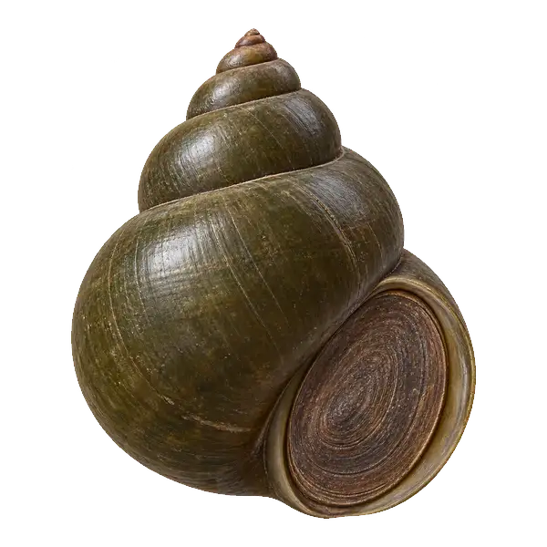 Chinese mysterysnail shell