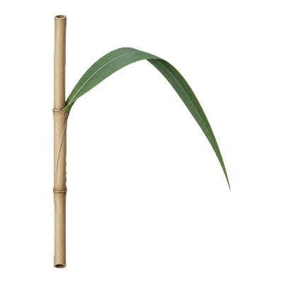 Dull tan lower stem of non-native common reed with a leaf sheath tightly attached and a green leaf