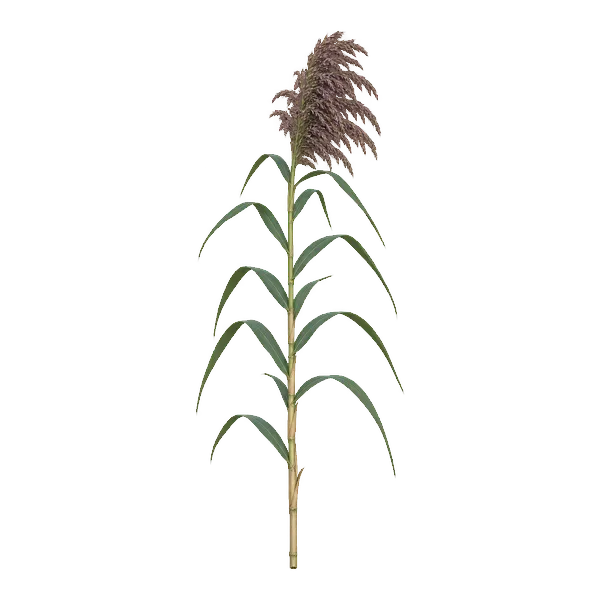 Tall common reed stem with long blue-green leaves and a purplish-brown plume