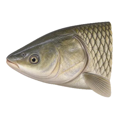 Grass carp head from the side showing a low-set eye and a mouth with no barbels