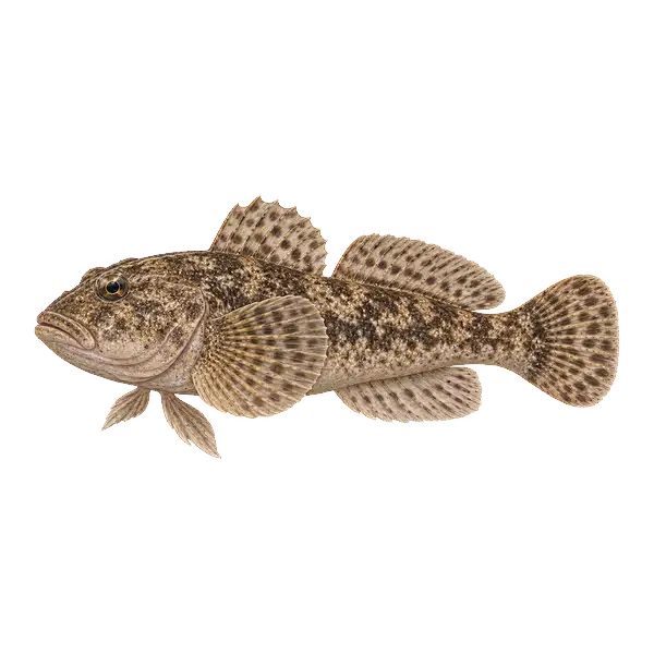 Mottled sculpin resting on the bottom, belly fins separate