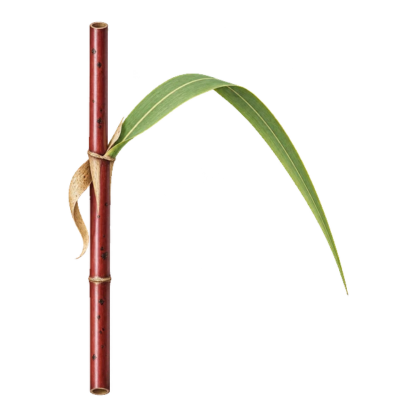 Native common reed with a thin stand and reddish stems