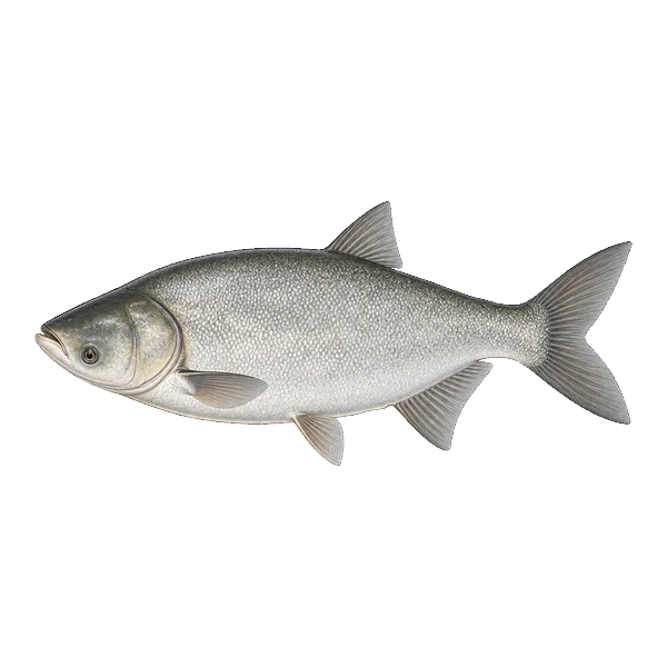 Silver carp with small scales and low-set eyes