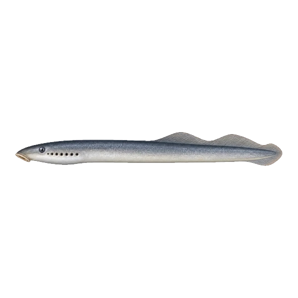 Silver lamprey with a single continuous fin along its back