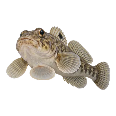 Round goby seen from below and in front, showing the round suction disc under its chest and the black spot on its first back fin