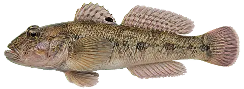 Round goby seen from the side