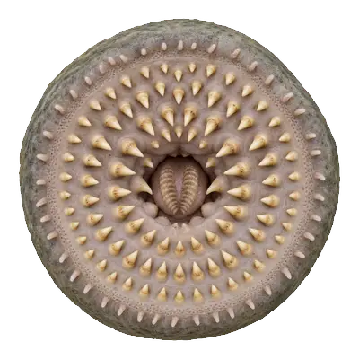 Sea lamprey mouth seen head-on: a round jawless disc with rings of small teeth