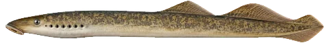 Sea lamprey seen from the side, showing its eel-like body and two fins on its back